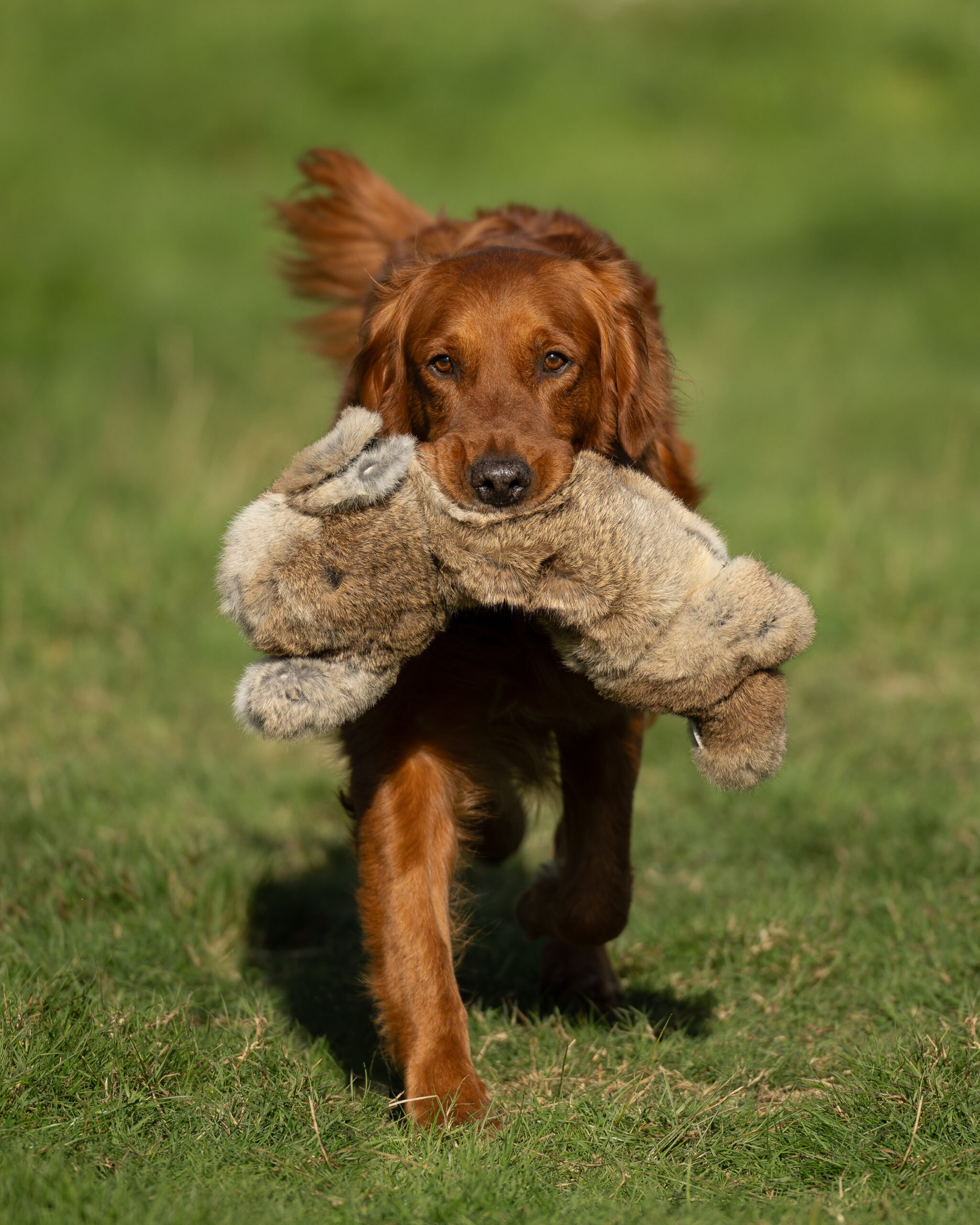 BG Rabbit by Ben Randall - Image 2