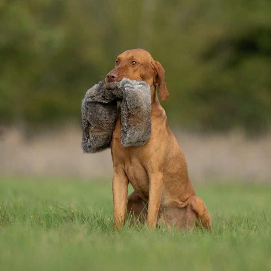 All in One Dummies Hare