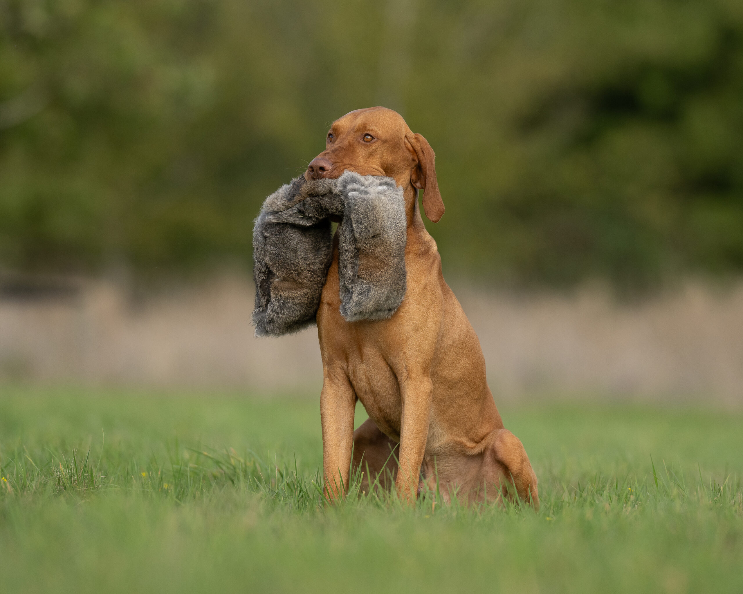 All in One Dummies Hare - Image 2