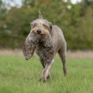 All in One Dummies Hare - Image 3