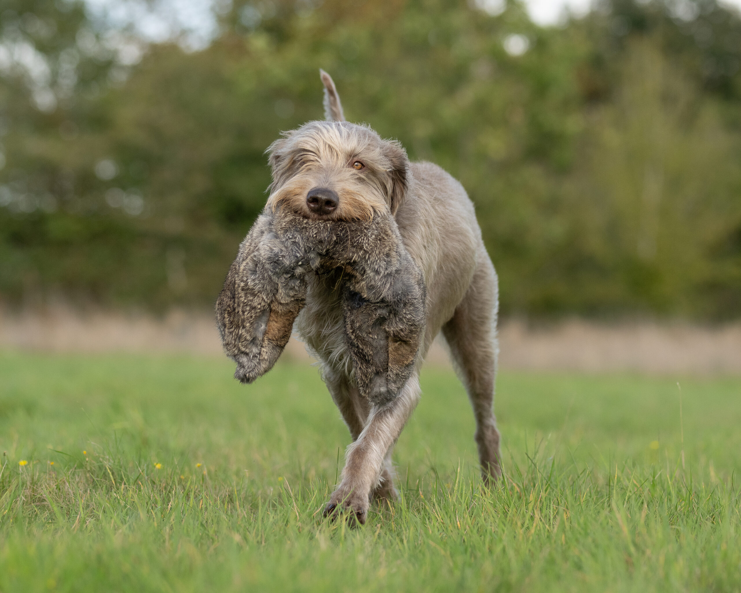 All in One Dummies Hare - Image 3