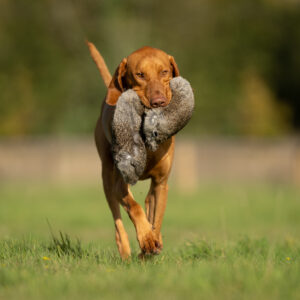 All in One Rabbit Dummy - Image 3