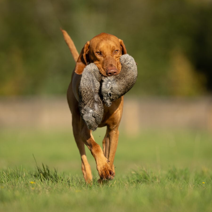 All in One Rabbit Dummy