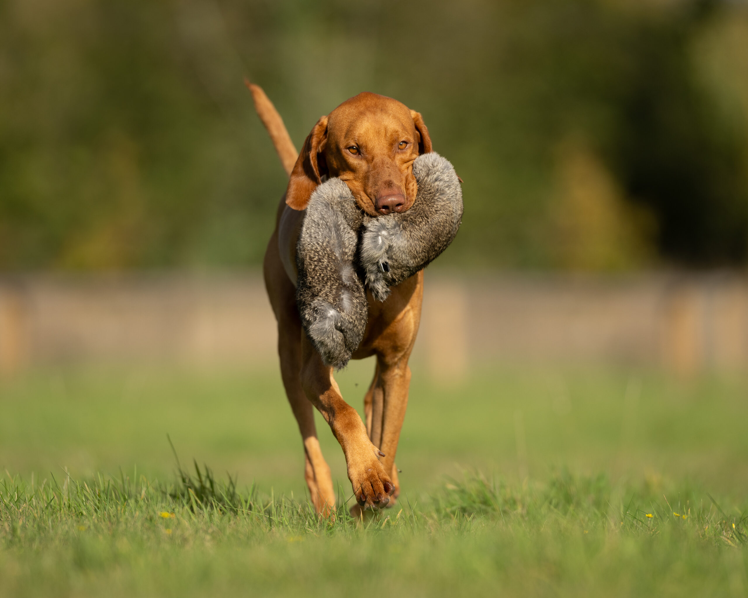 All in One Rabbit Dummy - Image 3