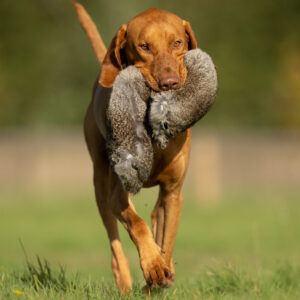 All in One Dummies Hare - Image 4