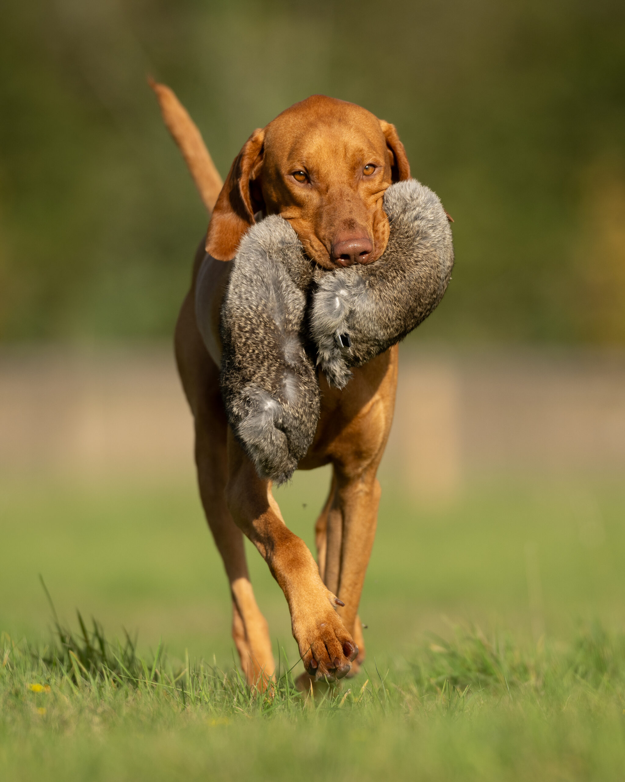 All in One Dummies Hare - Image 4