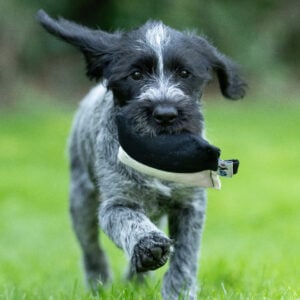 Puppy Canvas Dummy - Image 2