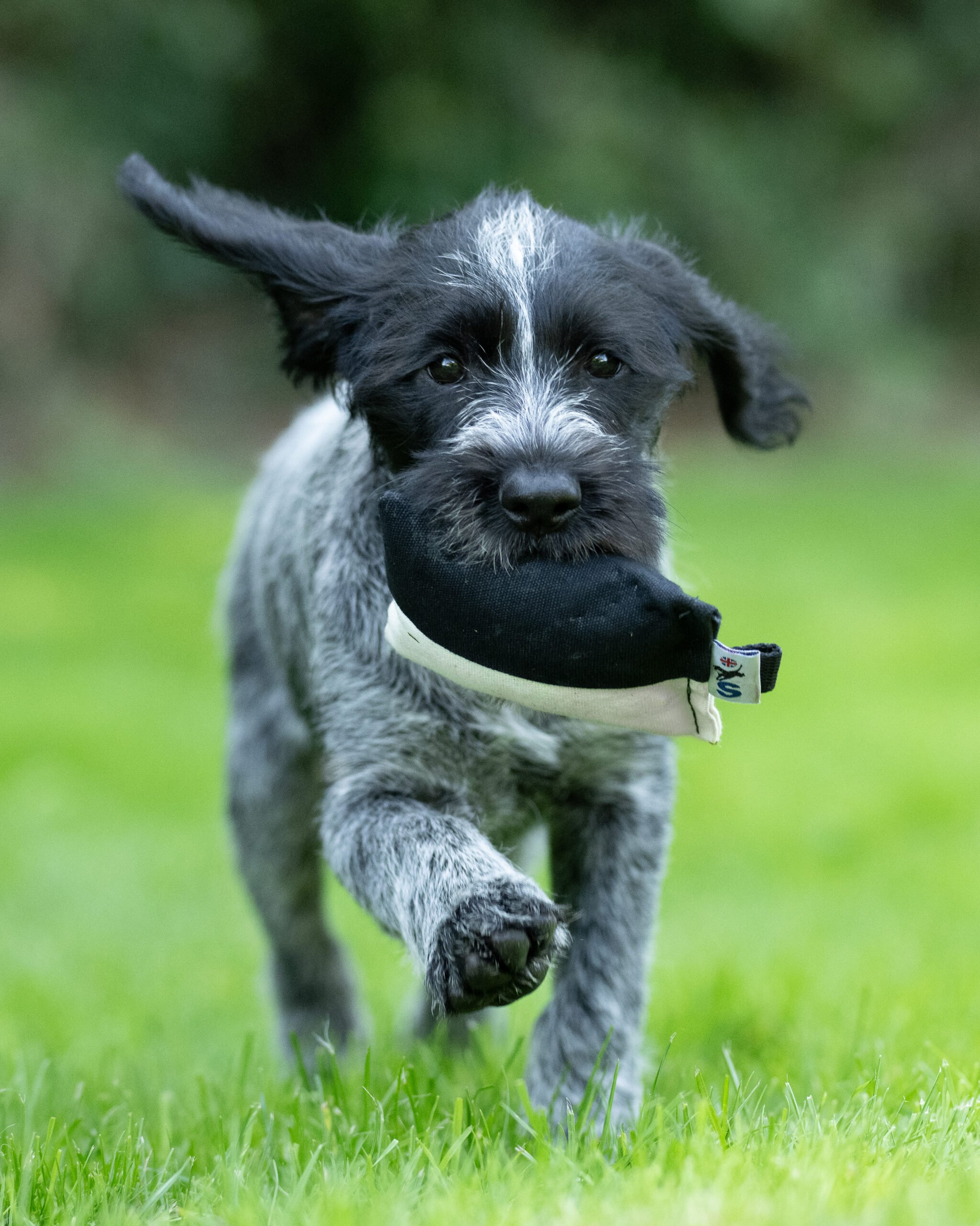 Puppy Canvas Dummy - Image 2