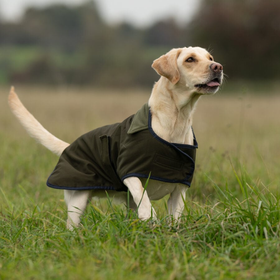 The Winslow Dog Coat - Waterproof & Warm