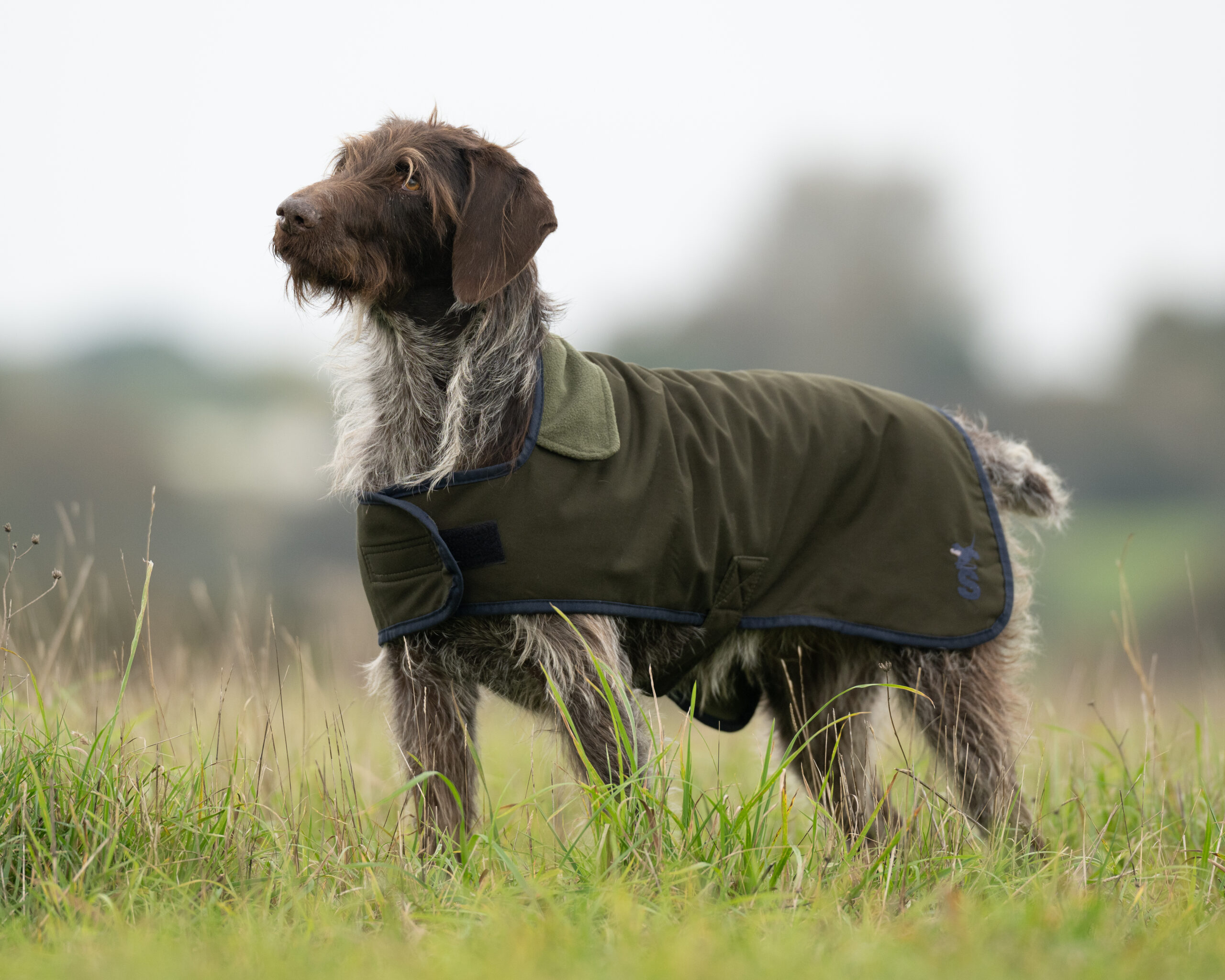 The Winslow Dog Coat - Waterproof & Warm - Image 2