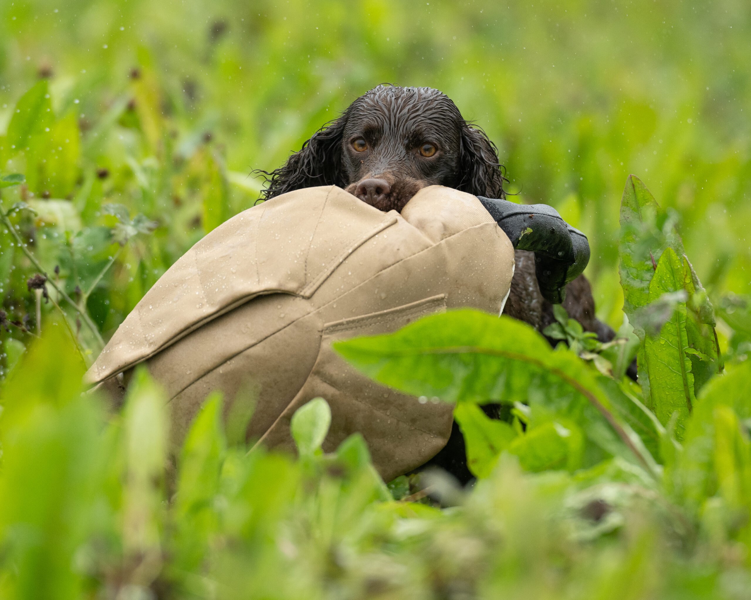 Dead Bird Dummy - Goose - Image 2