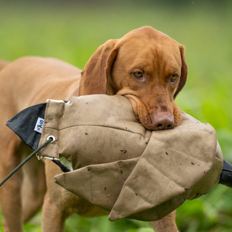 Dead Bird Dummy - Goose