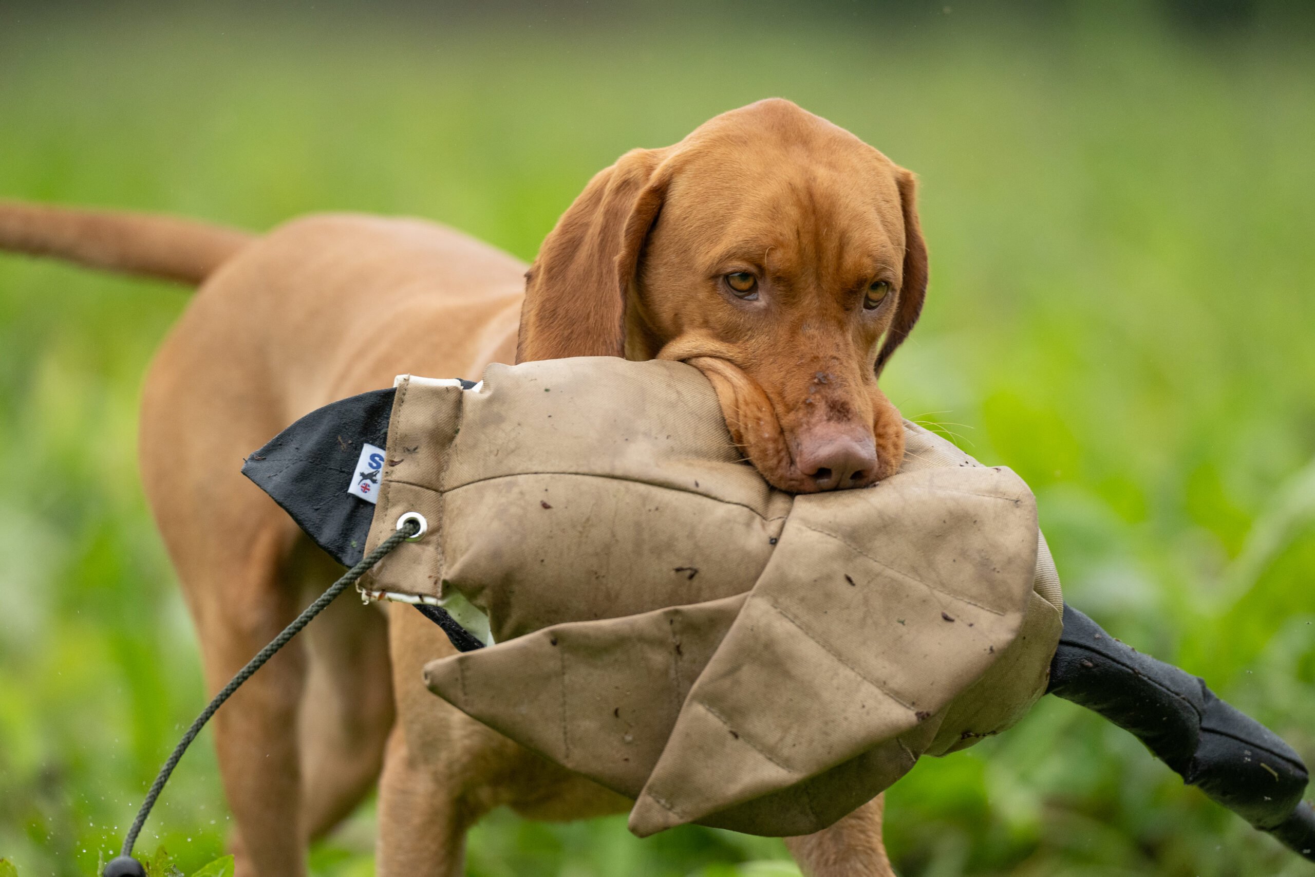Dead Bird Dummy - Goose - Image 4