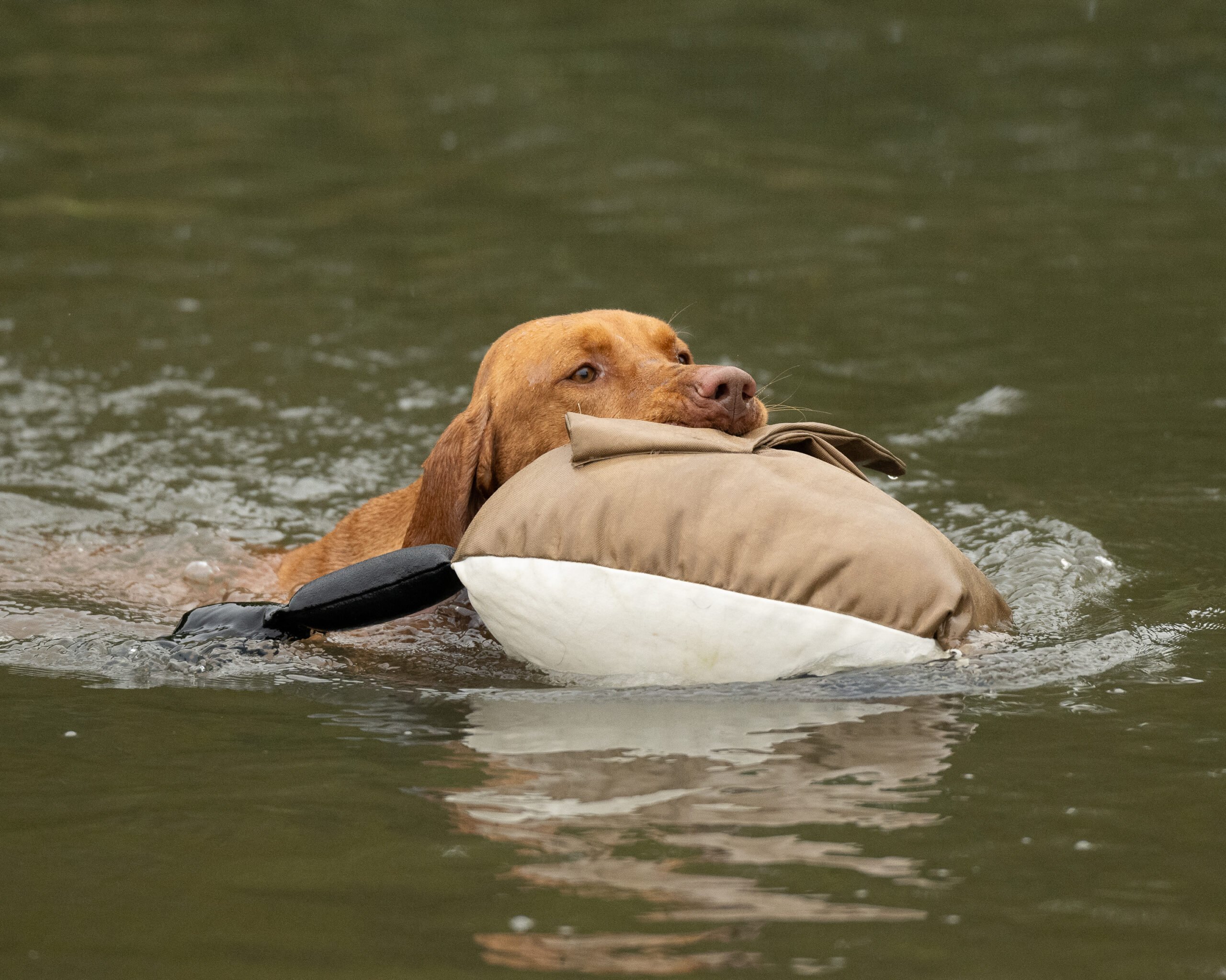 Dead Bird Dummy - Goose - Image 5