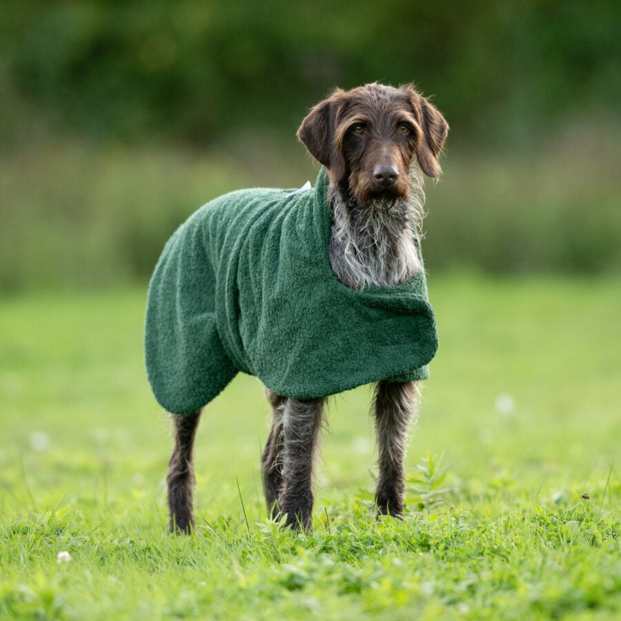 Towelling Drying Dog Coat - Wet to Dry in 20mins