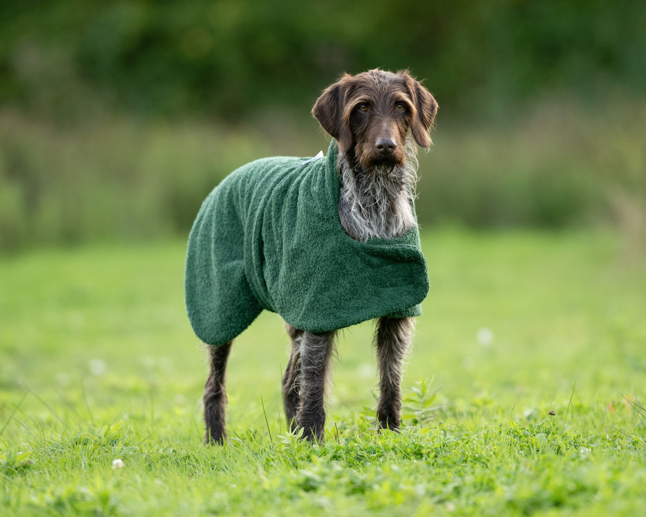Towelling Drying Dog Coat - Wet to Dry in 20mins - Image 3