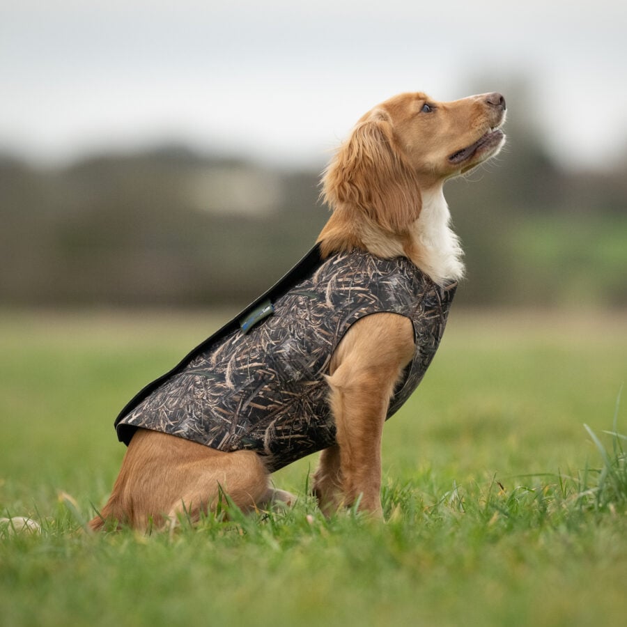 Neoprene Dog Vest