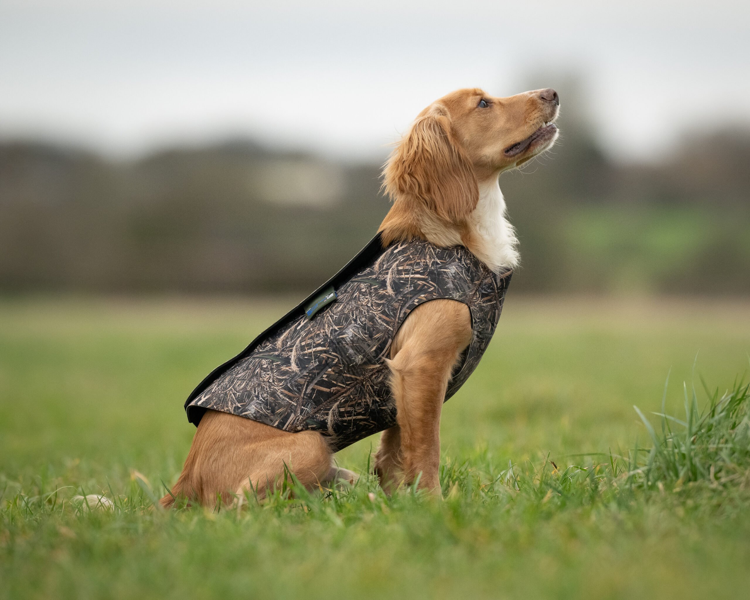 Neoprene Dog Vest - Image 3
