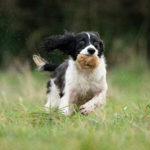 Rabbit Balls - Image 2