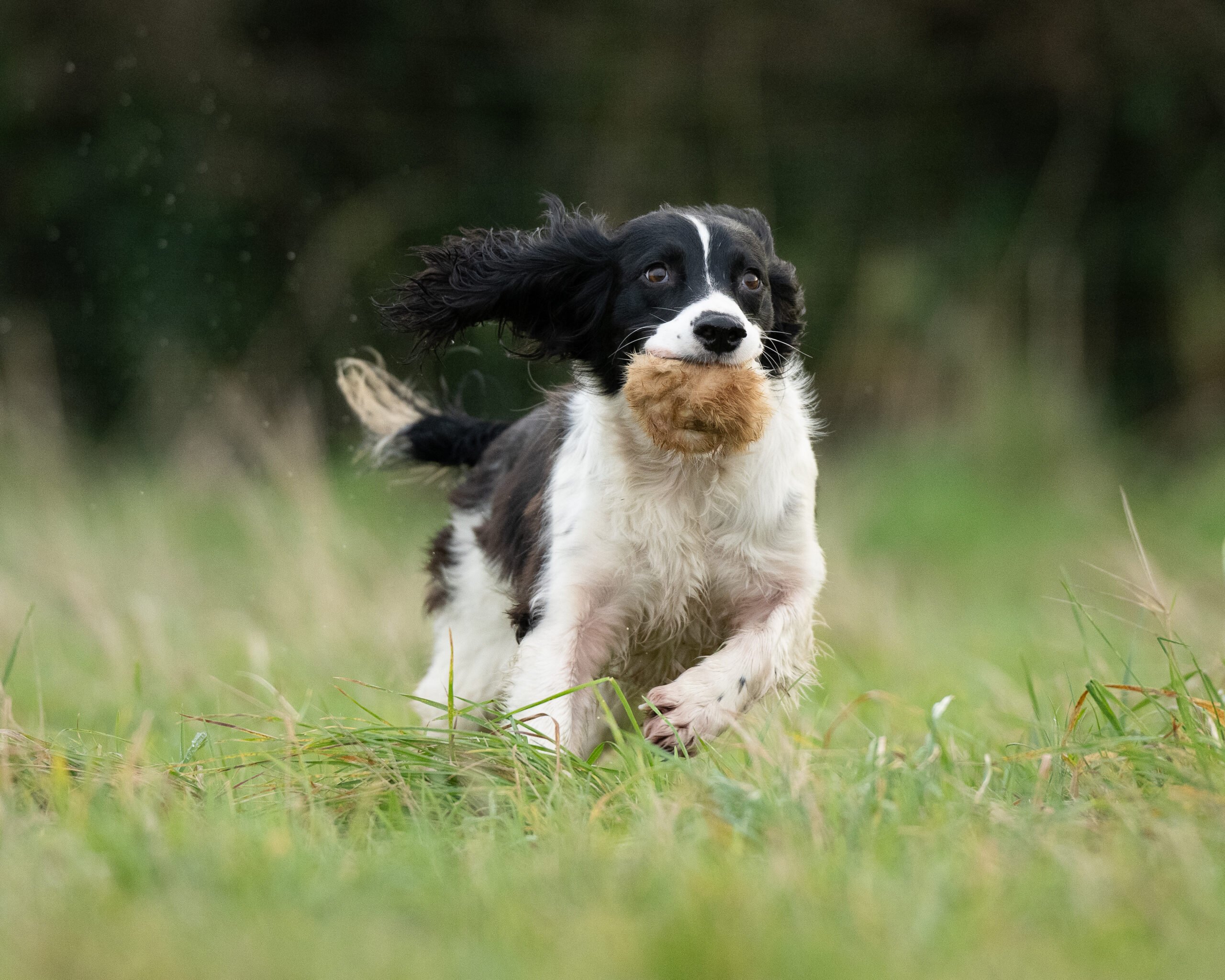 Rabbit Balls - Image 2