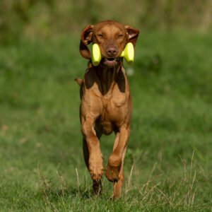 Dumbbell Dummy - Image 3