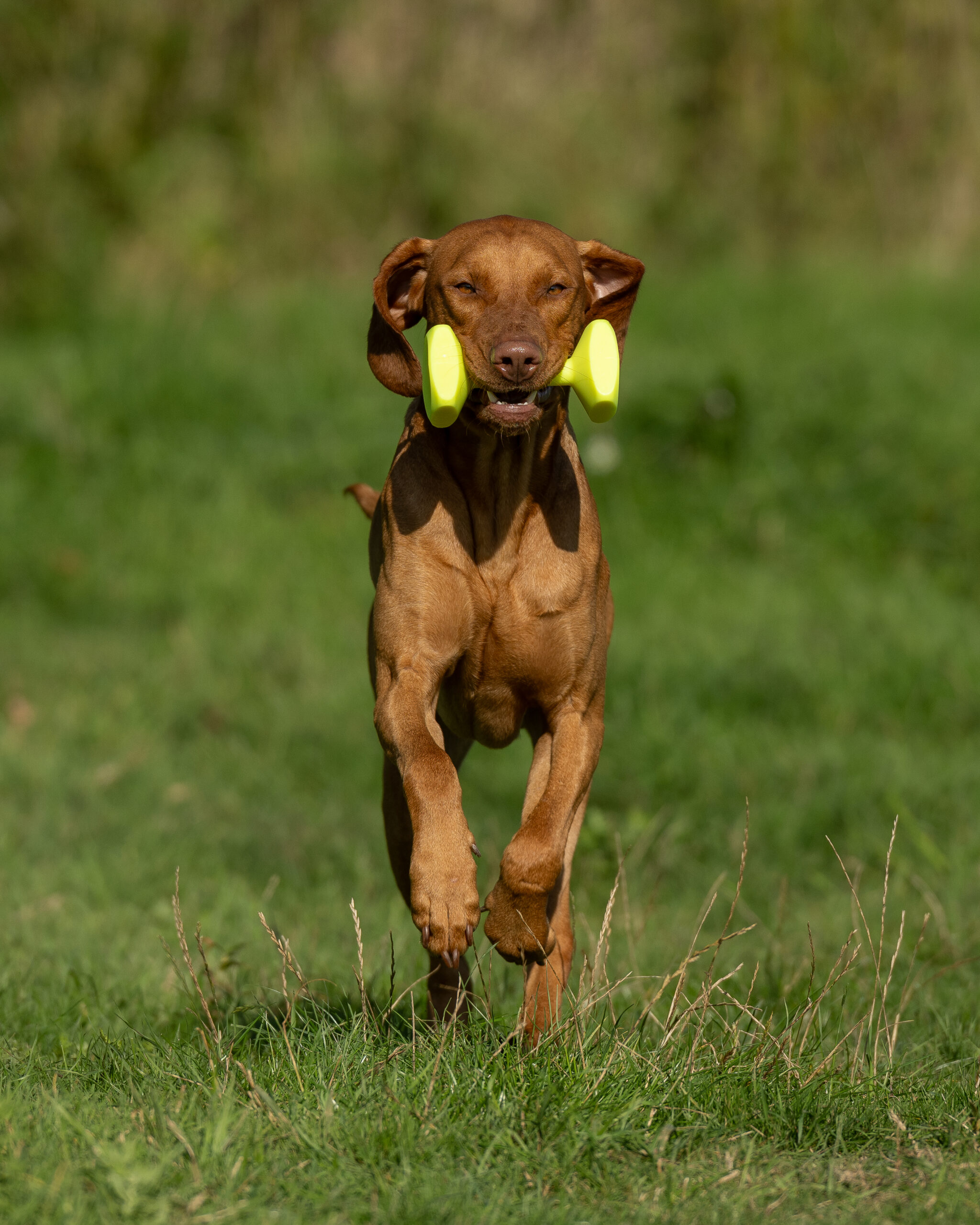 Dumbbell Dummy - Image 3
