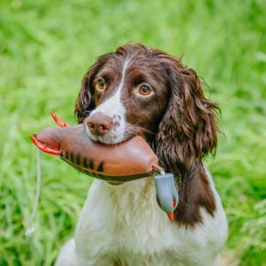 Dokken Partridge - Image 2