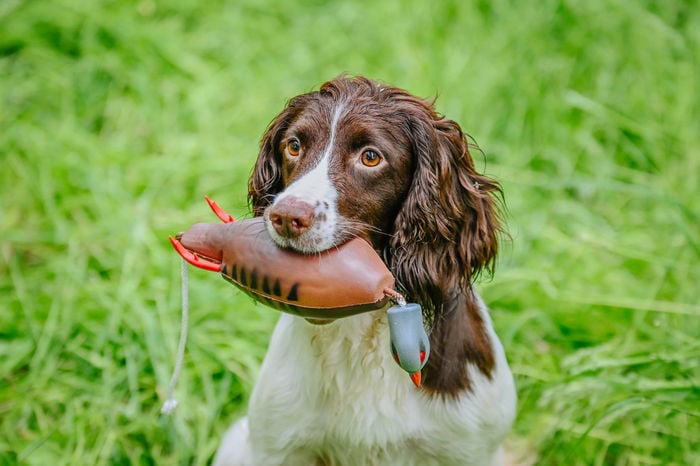 Dokken Partridge - Image 2