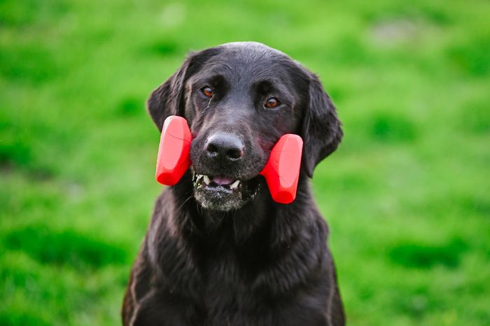 Dumbbell Dummy - Image 4