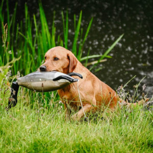 Dokken Canada Goose - Image 3