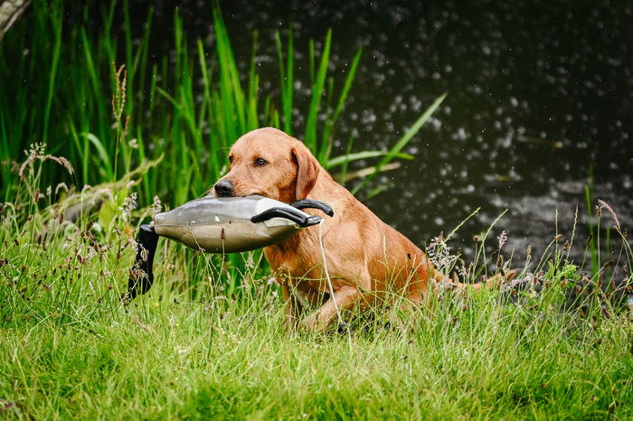 Dokken Canada Goose - Image 3