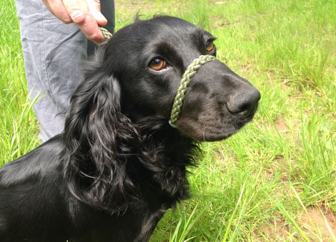 Figure of 8 Lead - Image 3