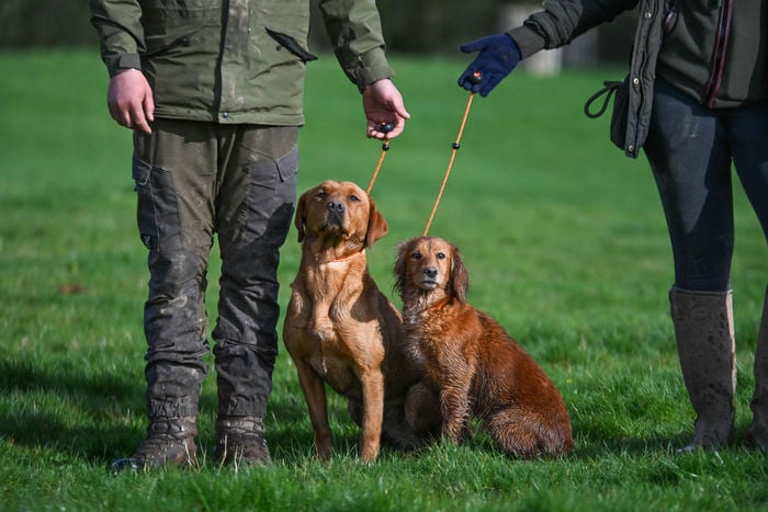 Field Trial PRO Heeling Lead - Image 2