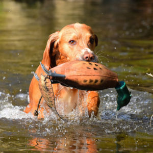 Dokken Pheasant - Image 2