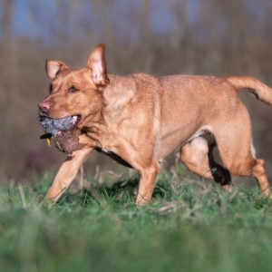 Rabbit Balls - Image 3