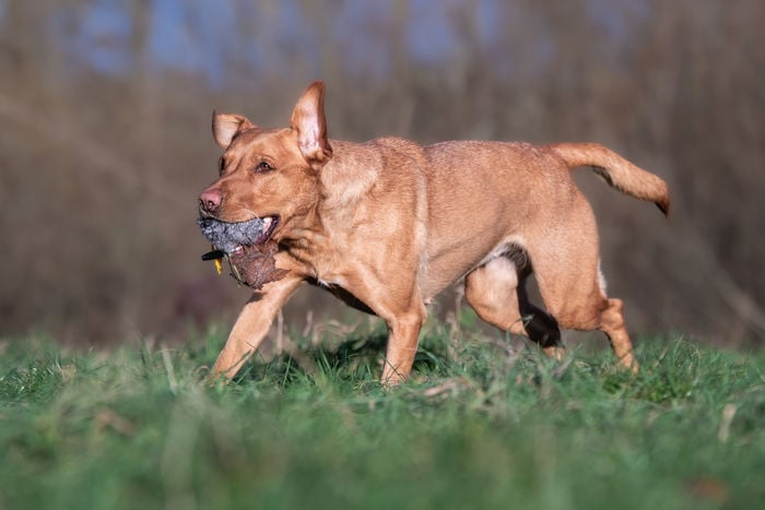 Rabbit Balls - Image 3