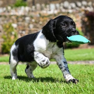 Disc Dummy Range - Image 2