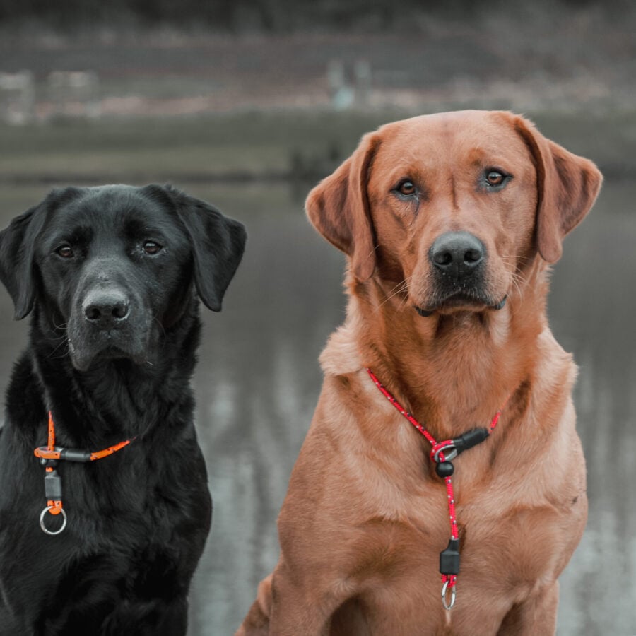 Field Trial PRO Slip Collar