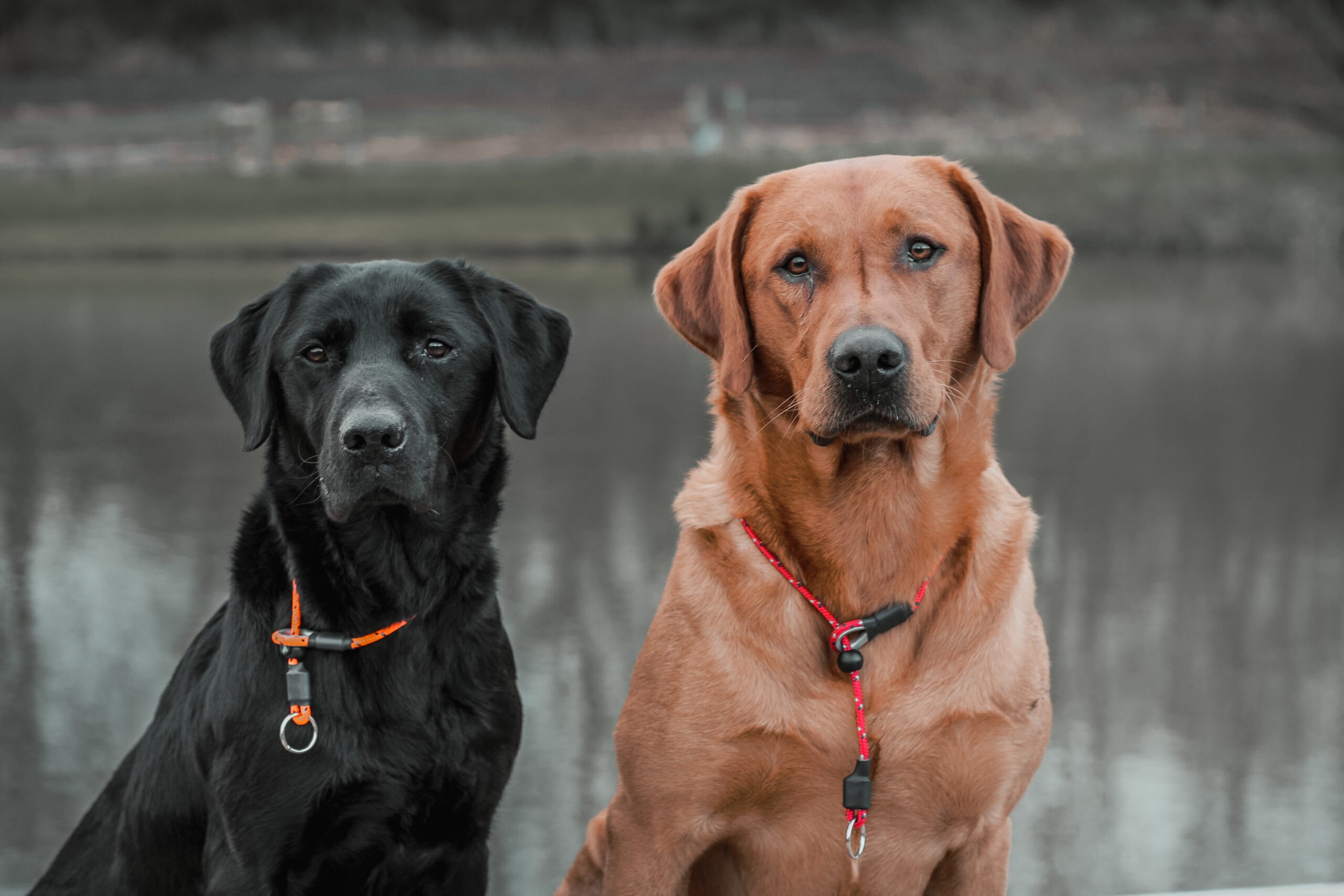 Field Trial PRO Slip Collar - Image 3