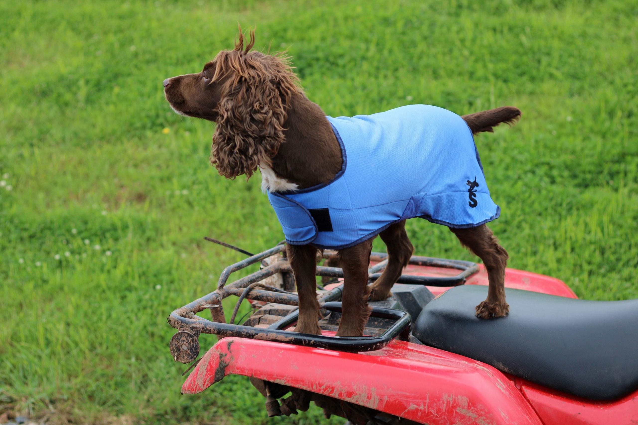 Cooling Dog Coat - Image 3