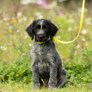 Biothane Slip Lead - Image 3