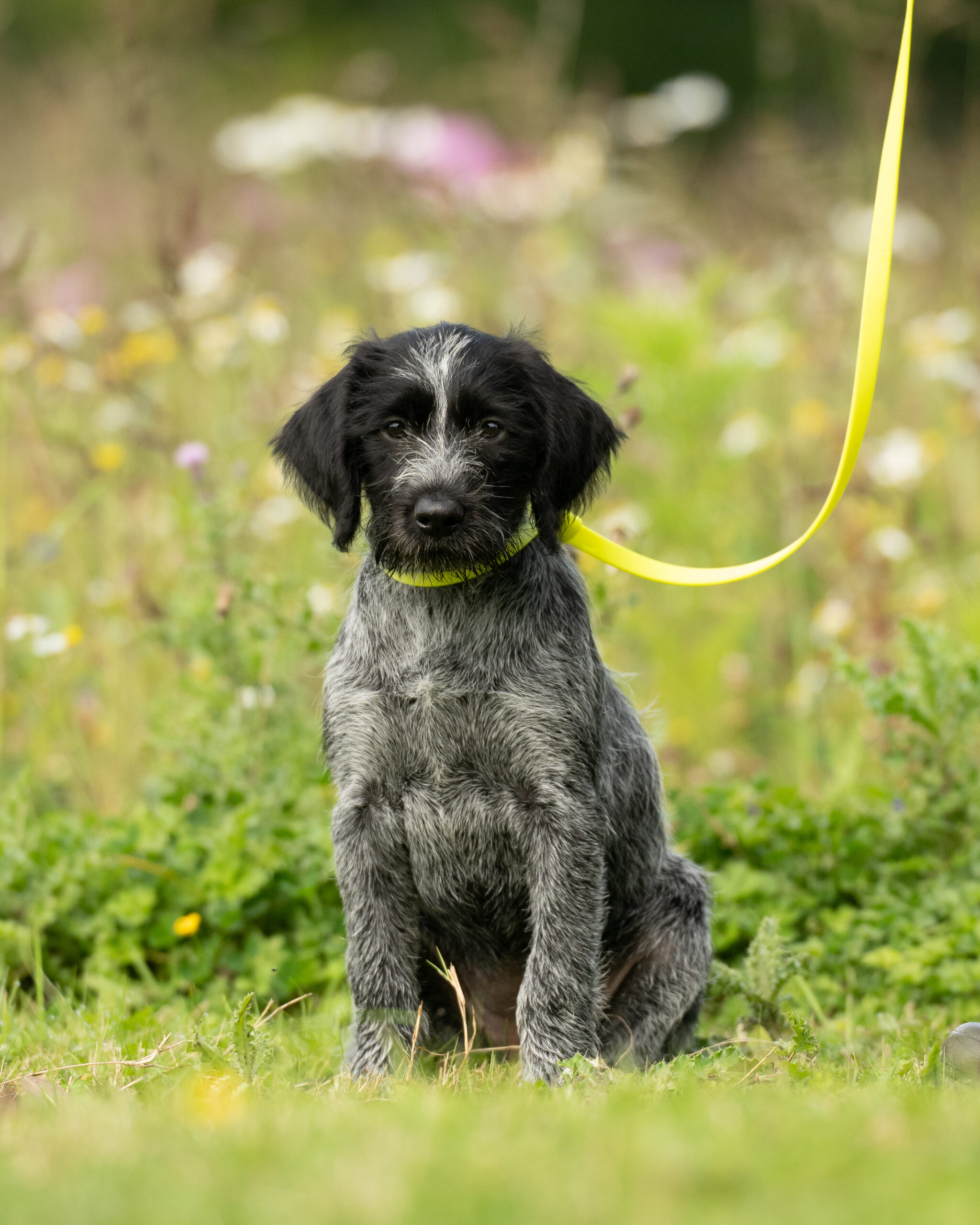 Biothane Slip Lead - Image 3
