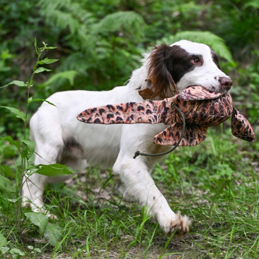 LITE Dead Bird & Mini Dead Bird Dummy
