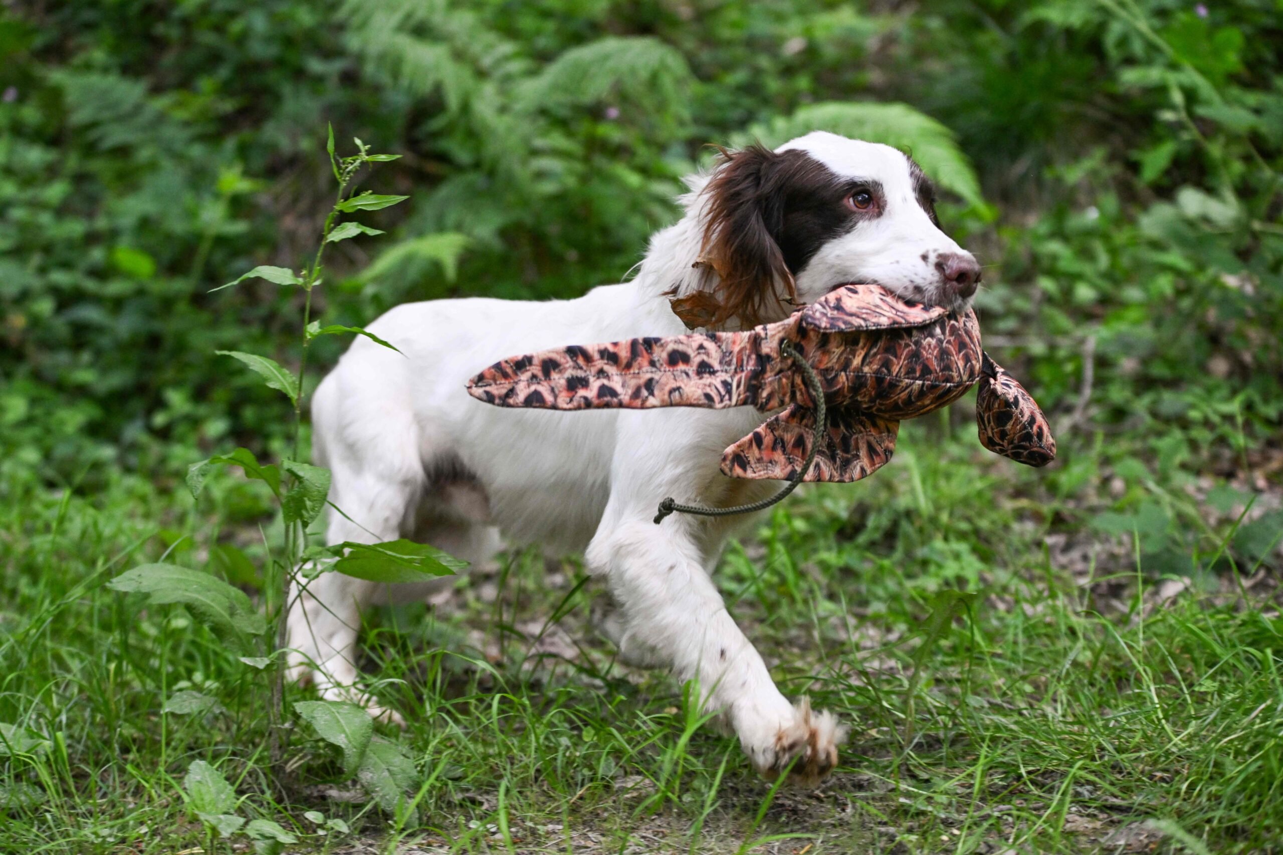 LITE Dead Bird & Mini Dead Bird Dummy - Image 2