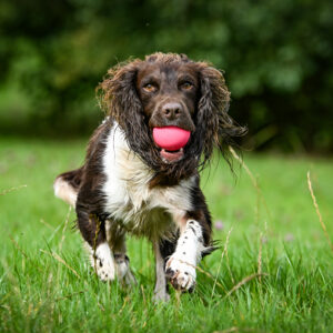 Rubber Ball - Image 2