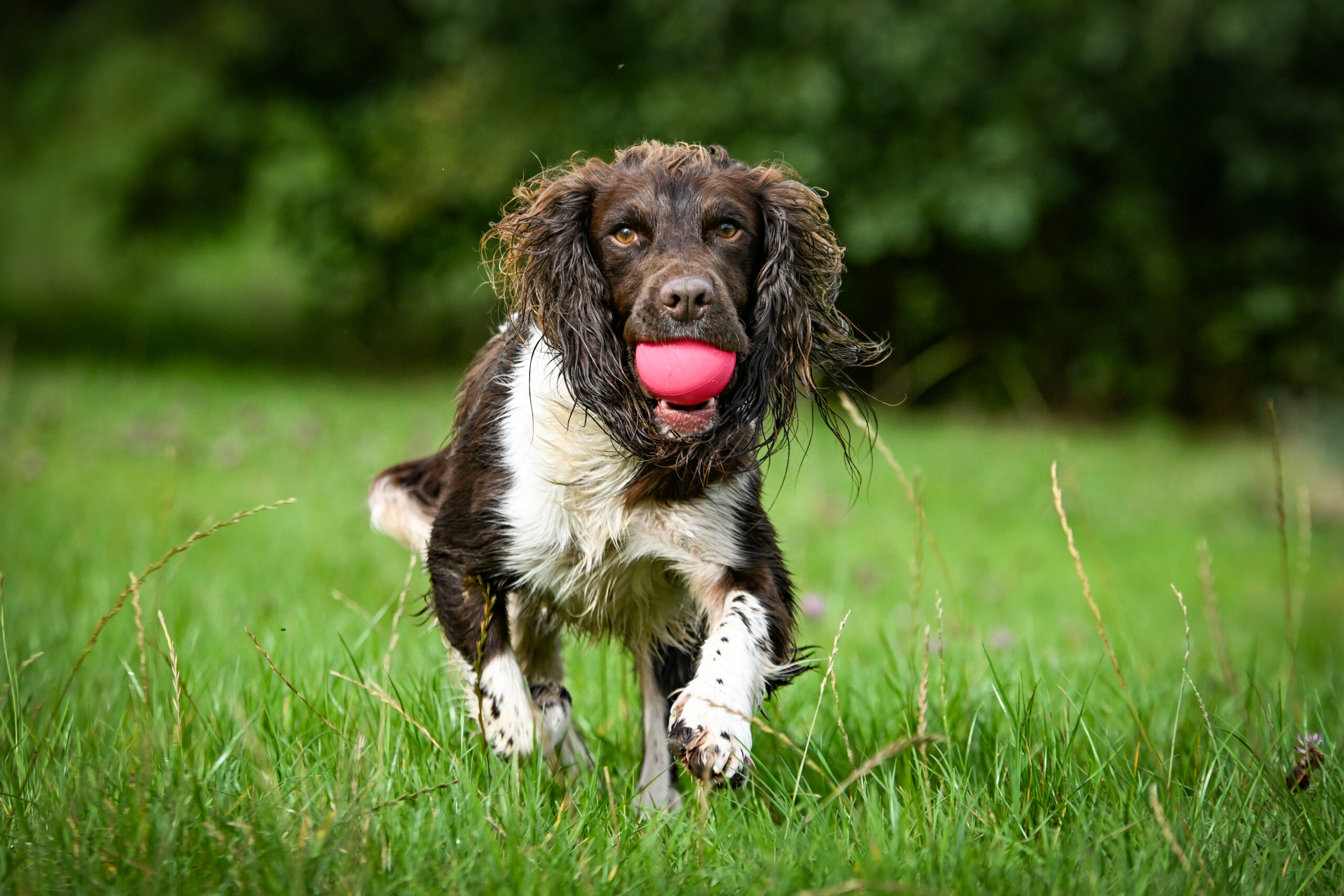 Rubber Ball - Image 2