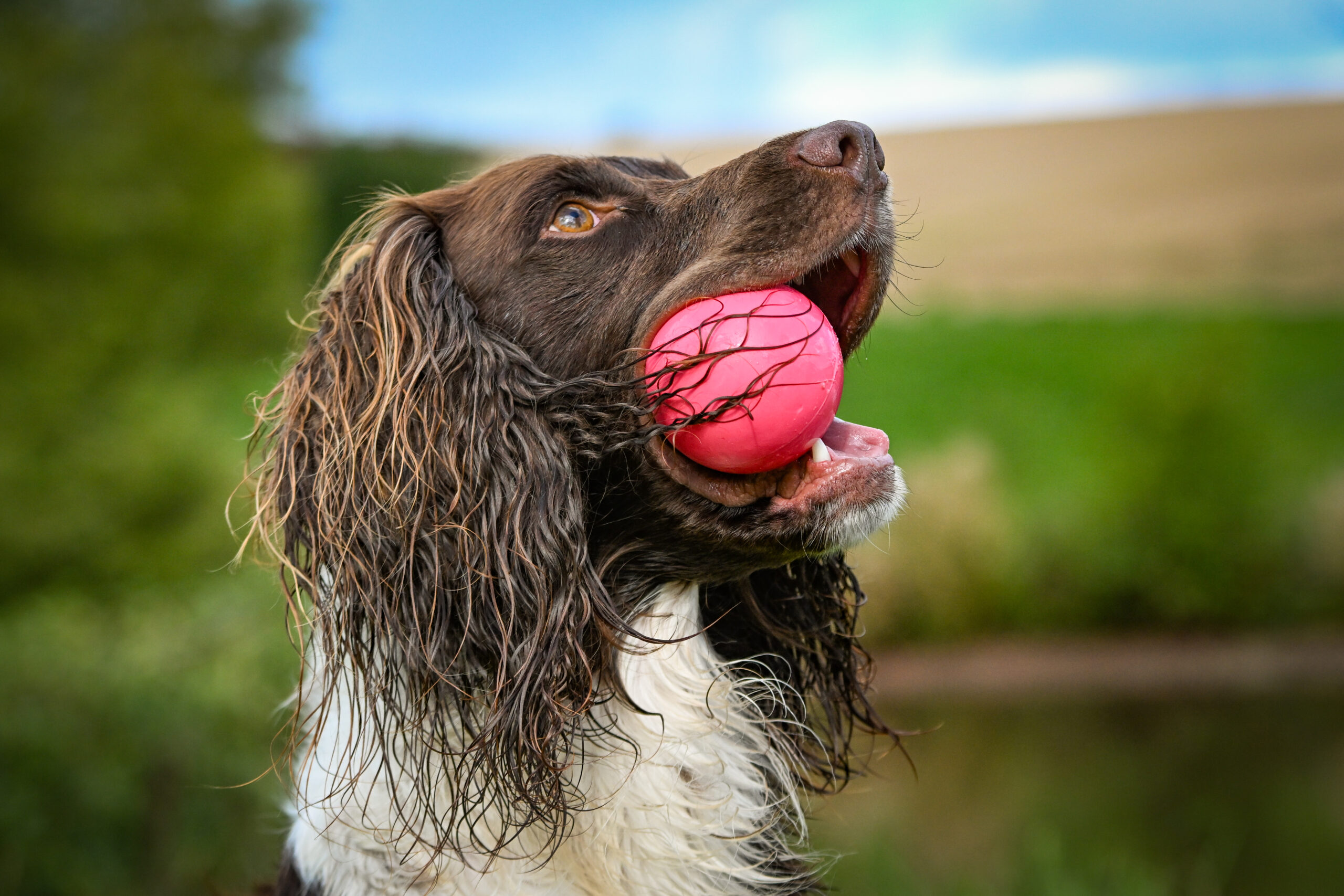 Rubber Ball - Image 3