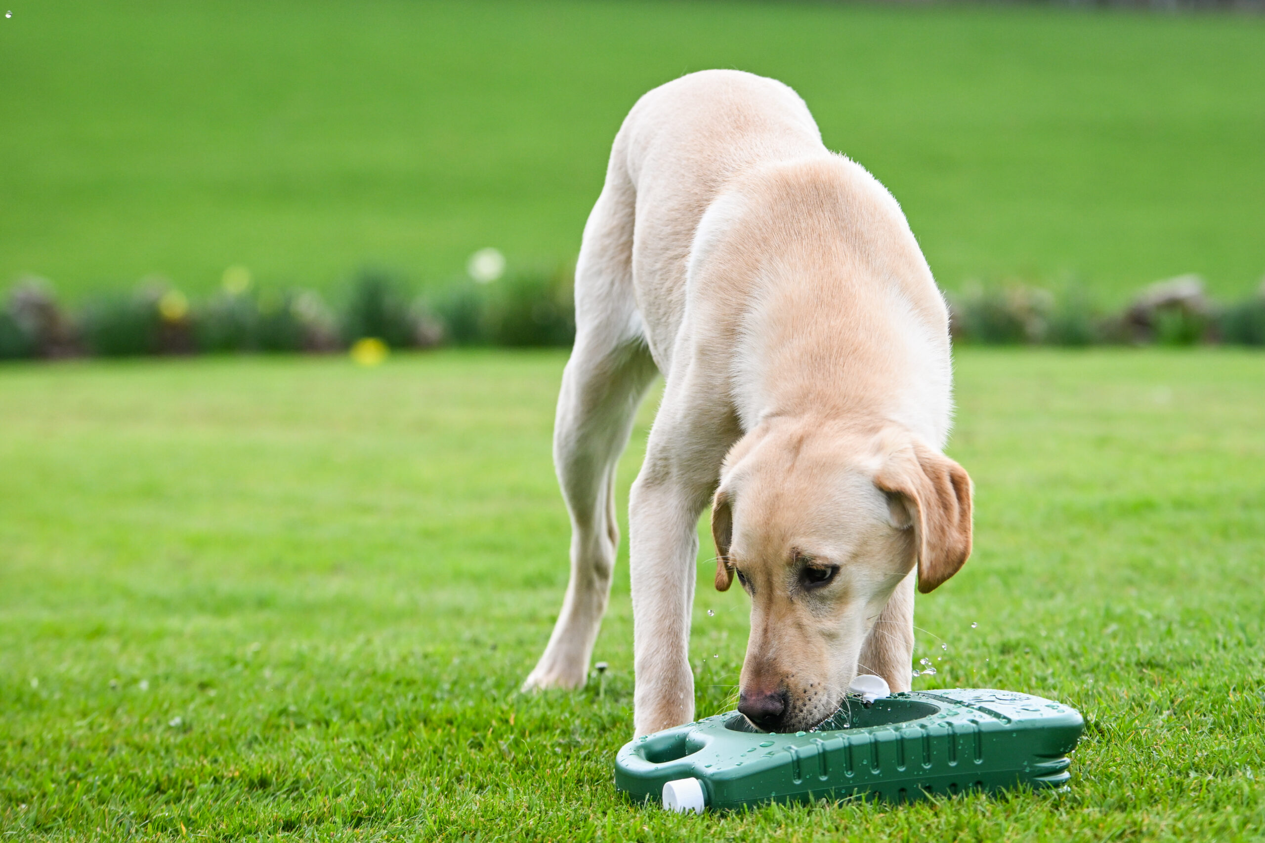 Porta-Bowl - Image 2
