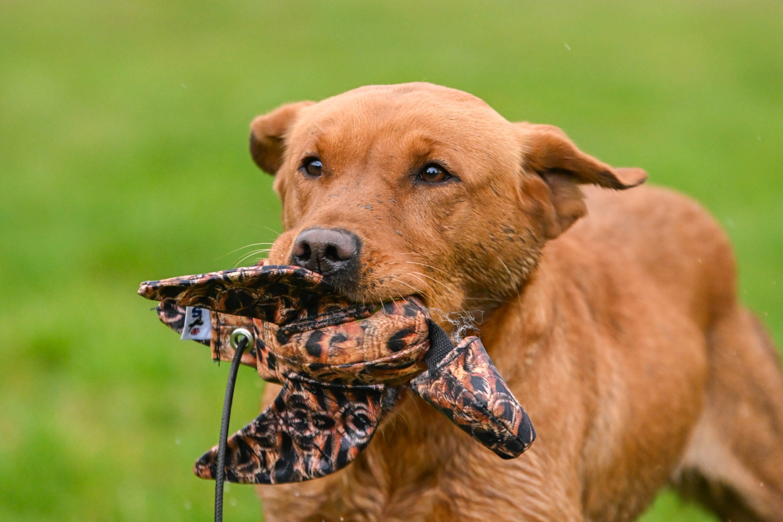 LITE Dead Bird & Mini Dead Bird Dummy - Image 3