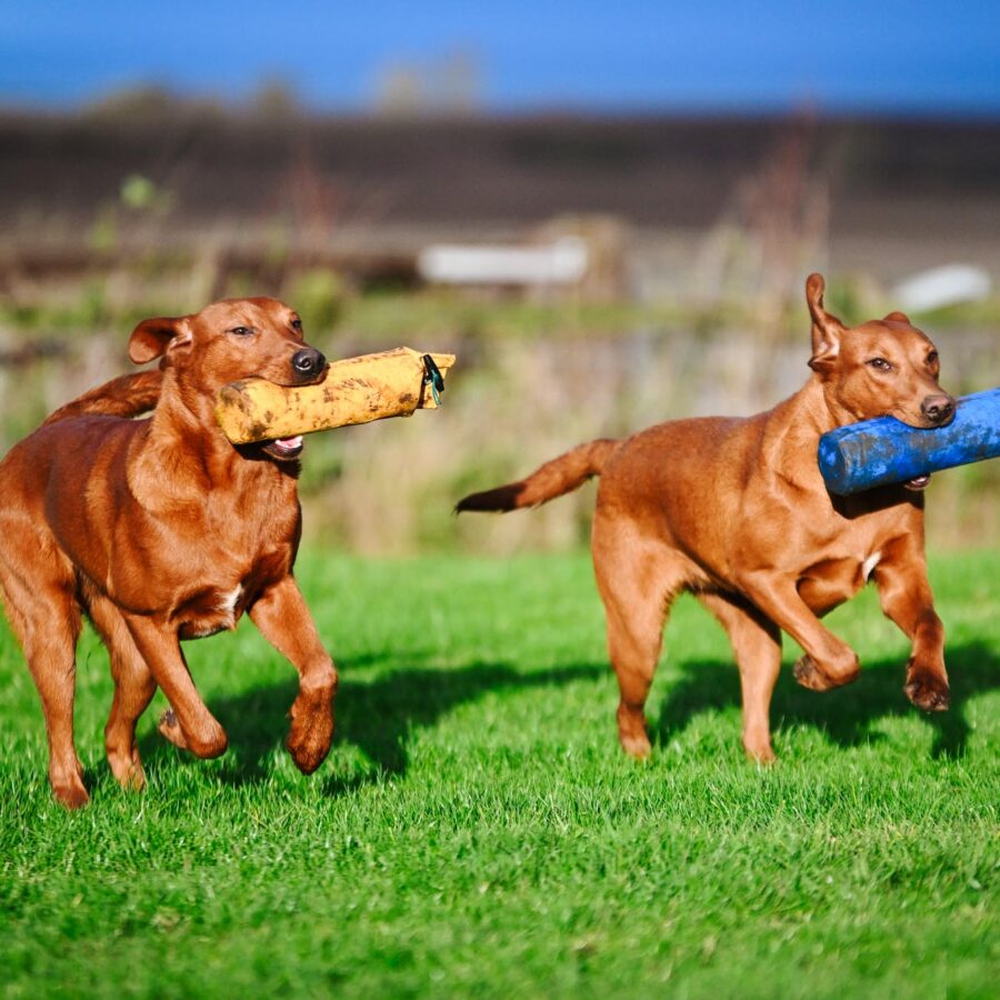 Drill Dummy by Laura Hill